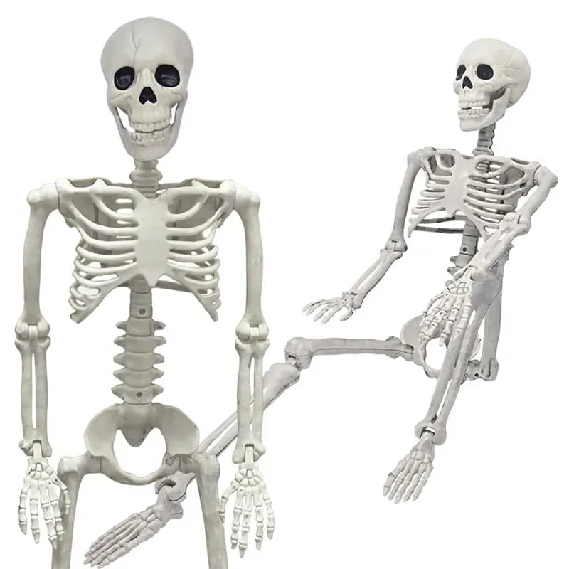 

185cm Halloween Skeleton Human Skeletons Full Body Bones with Movable Joints Halloween Props Spooky Party Decoration(185/165cm)