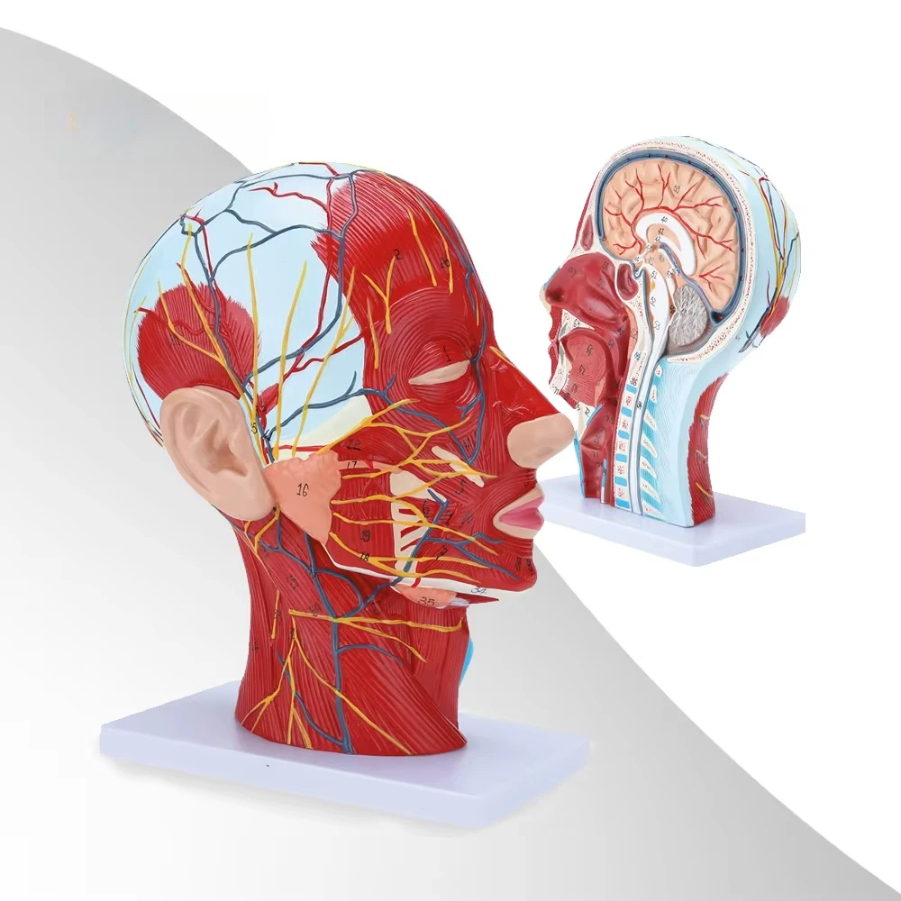 Teaching mode Skeletal anatomy of human cephalic muscle with nerve and blood vessels The elderly head anatomy teaching mode
