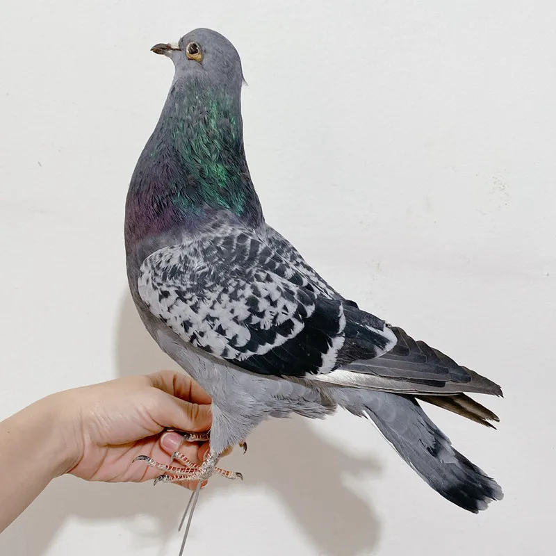 Real Taxidermy Teaching and Decoration of Eurasian Grey Pigeon, Birth Specimen, 1Pc