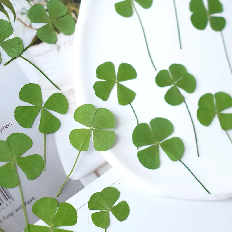 

60pcs/lot,Real pressed clover petals,dried flower DIY adhesive drop phone case PARTY greeting card bookmark flower facial makeup