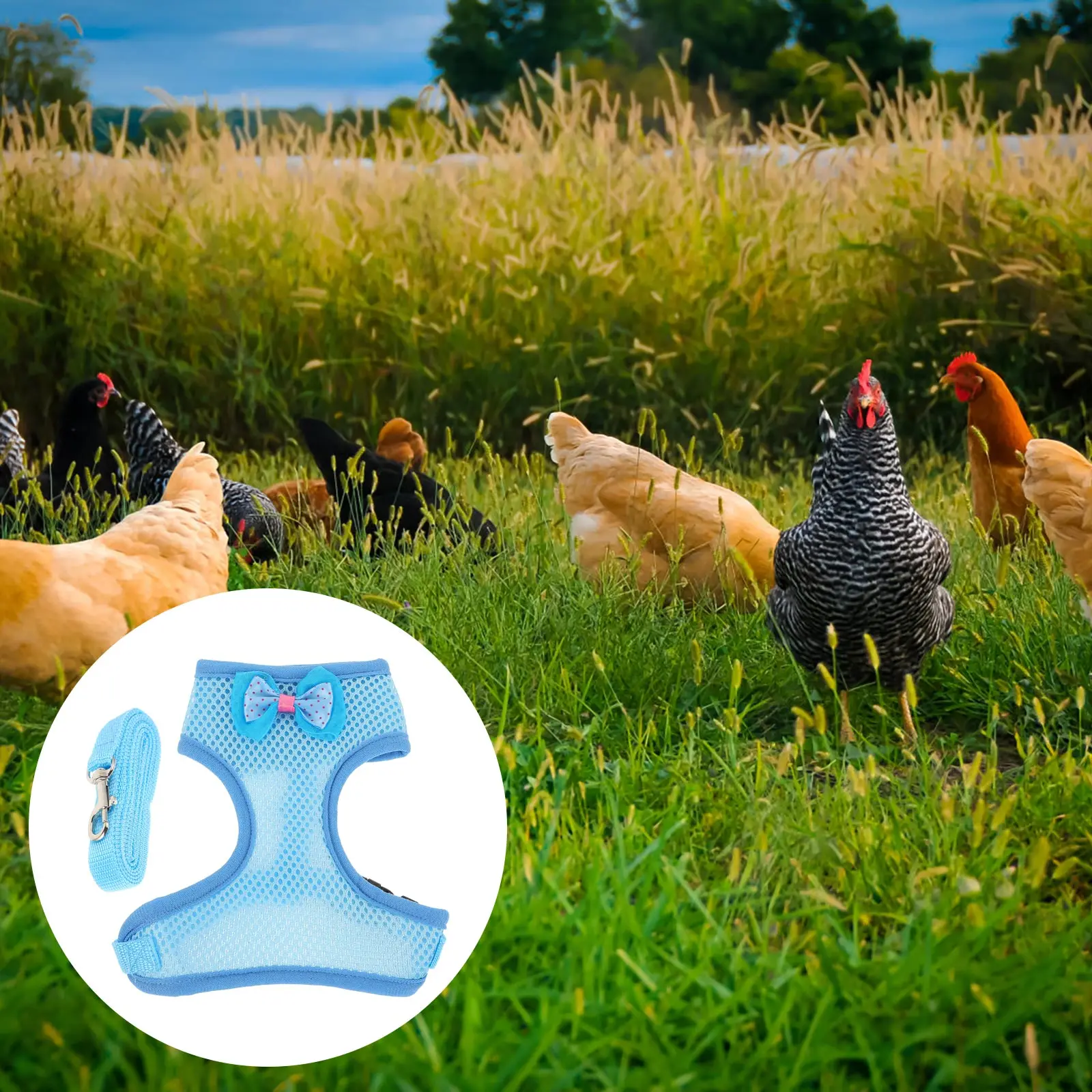 

1Set Chicken Leash Chain Strong Pulling Strap for Pet Rooster Hen Walking Outdoor Activity Comfortable Grip Rooster Leash