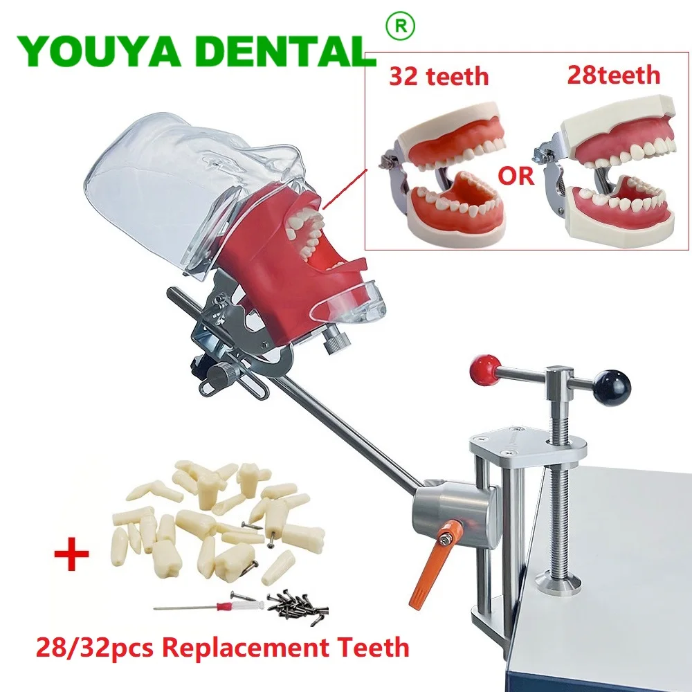 Simulador dental cabeça modelo manequim fantasma com dentes para dentista técnico treinamento prática de ensino equipamento odontologia