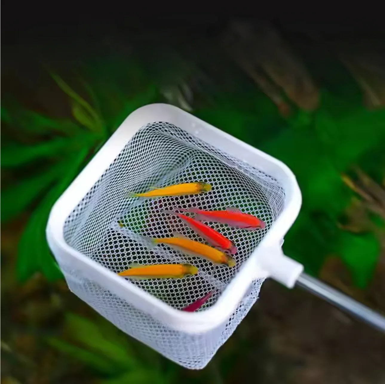aquarium fishing net Co-Op Fish uneaten fish food and skimming the surface of your aquarium JBJ Aquarium Fish Net