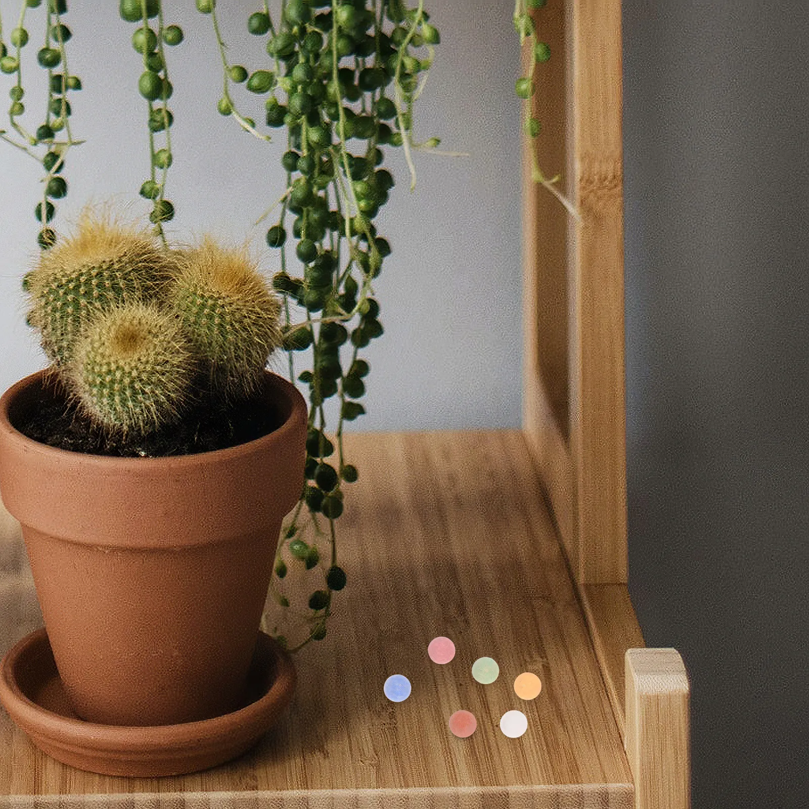 1 Catty Kerikil Ceramsite Berw - Succulent Planter Pot ulasan dan harga