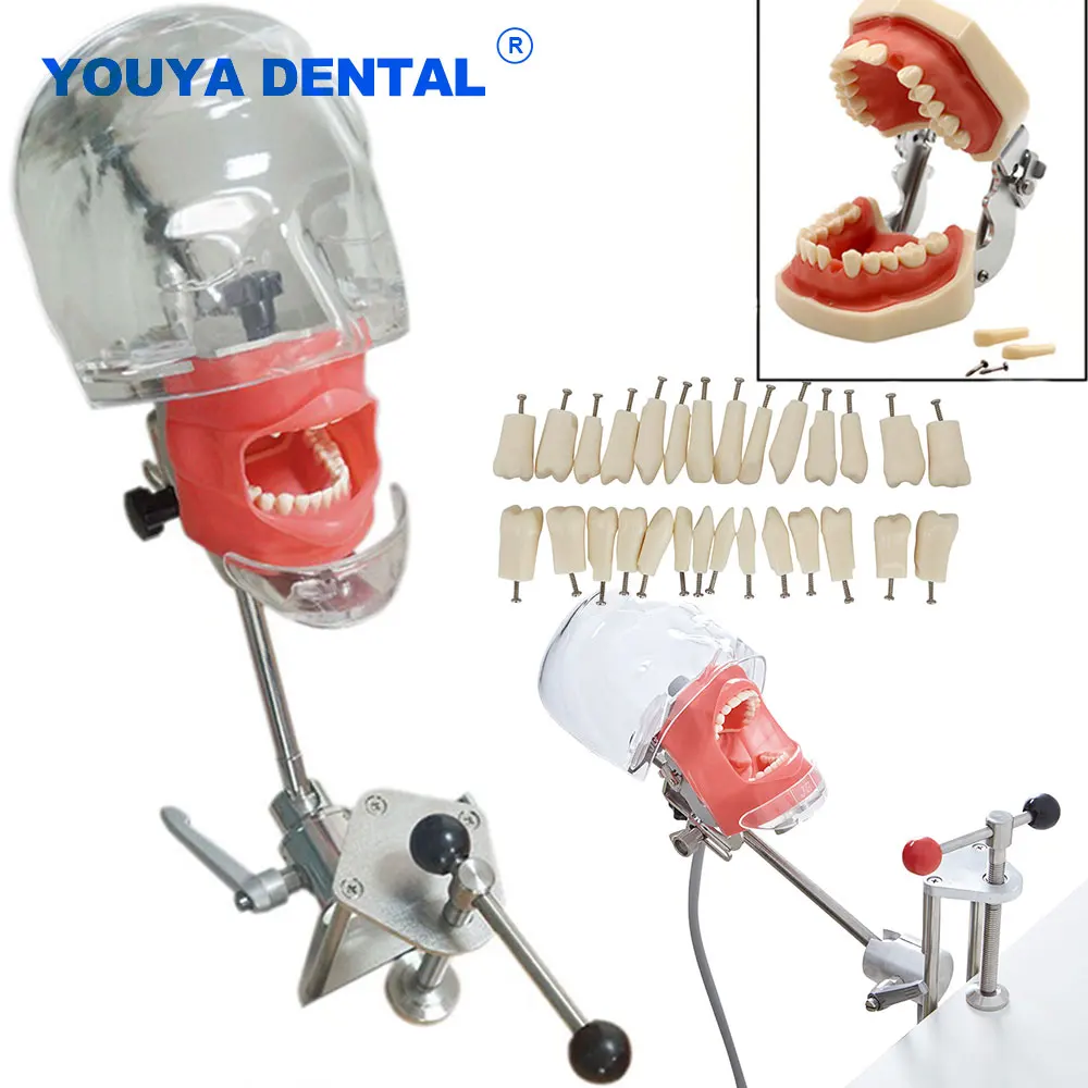 Dental Simple Head Model With Resin Teeth Model Simulator Phantom Head Model for Dentist Teaching Education for Study Apparatu