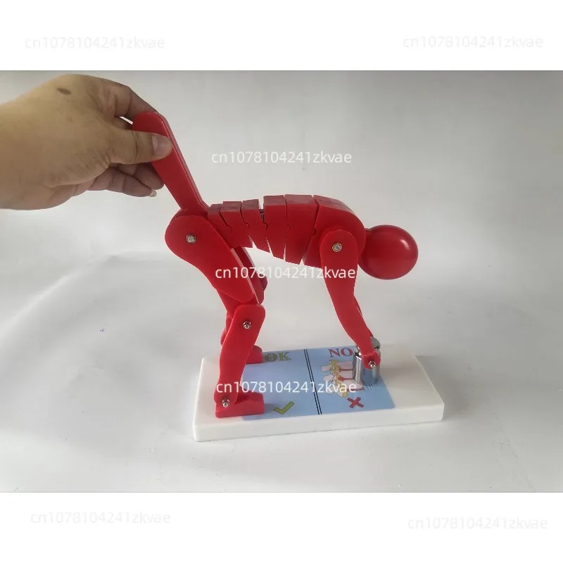 Modèle de démonstration de force de la colonne vertébrale humaine en position de flexion pour la musculation, démonstration de posture correcte pour le fitness et la musculation