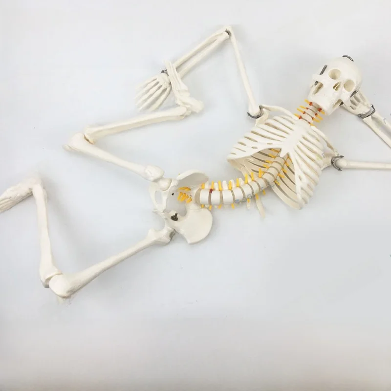 

Adult Skeleton Model 85cm Teaching Anatomy Model Full Body Spine Human Bone Structure Model Educational Toy for Learning