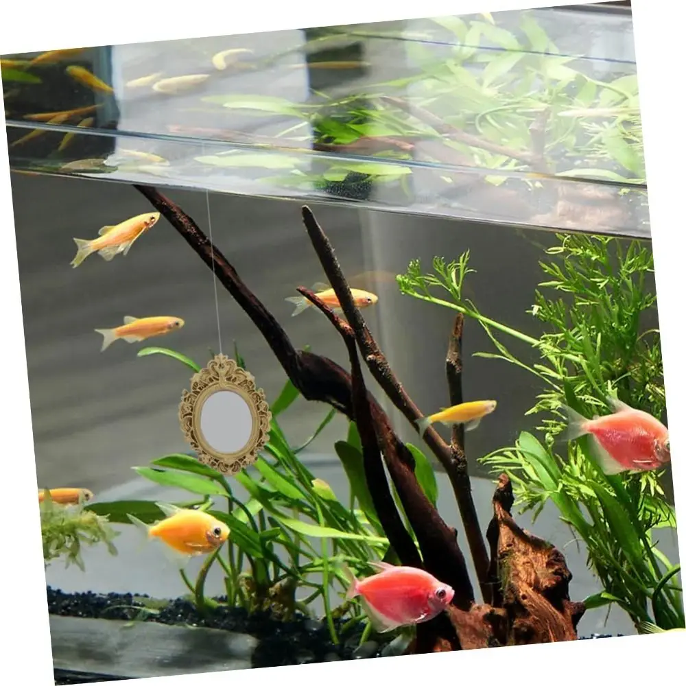 Accessorie Floating Design Betta Training Mirror Training Tool Interactive Fish Tank Mirror Betta Betta Fish