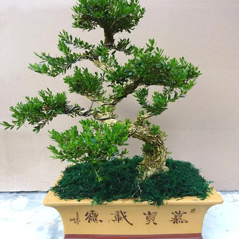 Model Buxus Sinica Var. Parvifolia Bonsai Plant Indoor Stump Potted Large Bonsai Tree Desktop Green Plant Living Room