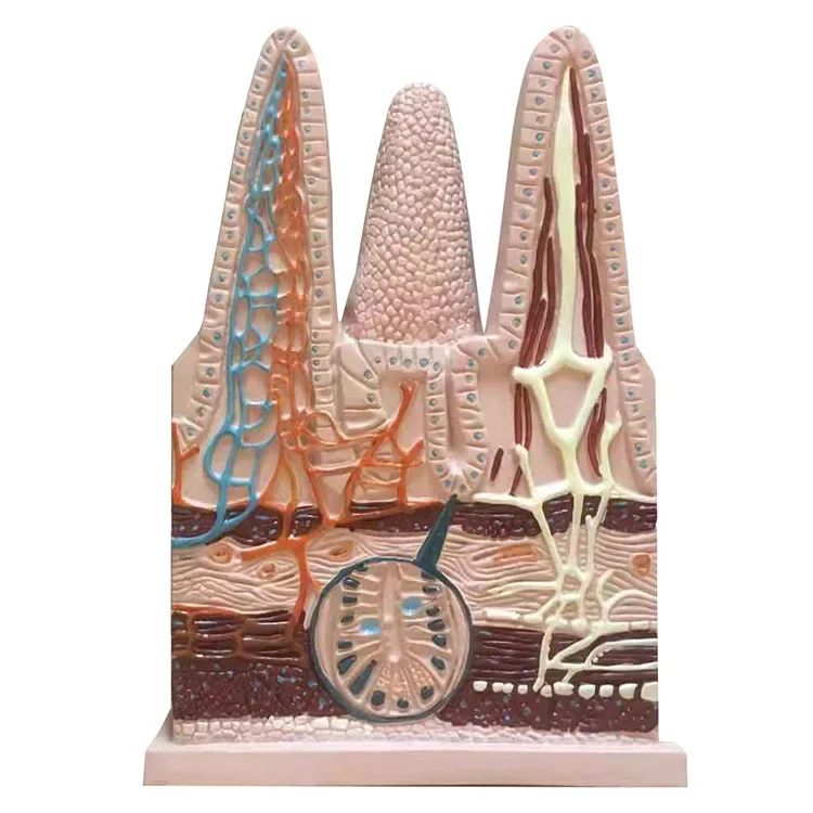 

Human intestinal villi model capillary lymphatic vessels venous anatomy student teaching model