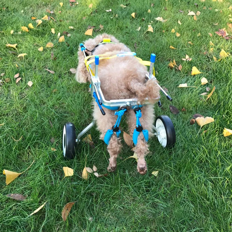 Aluminium Walk Cart Scooter Pet Dog Disabled Wheelchair for Dogs Back Legs