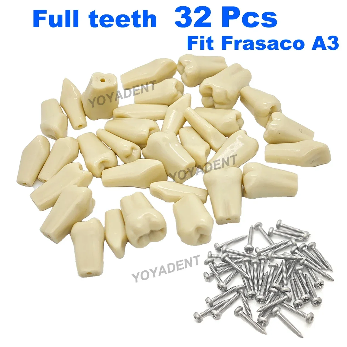 Dental Teeth Model Full teeth 32Pcs Replacement Tooth Particles Fit Frasaco A3  Dentistry Preparation Training Teach