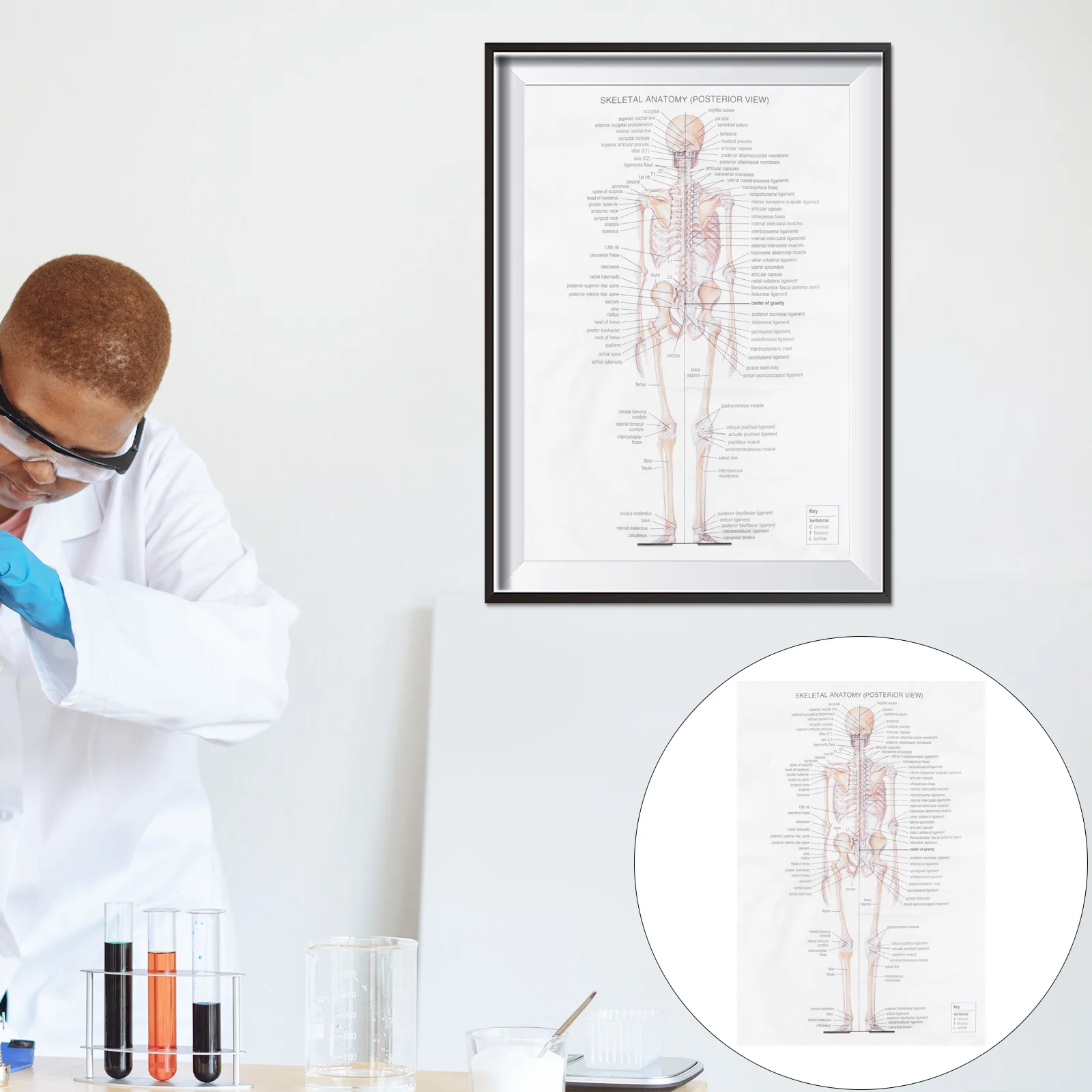 

Human Anatomy Poster Skeletal Structure Body Decor Kraft Hanging Office