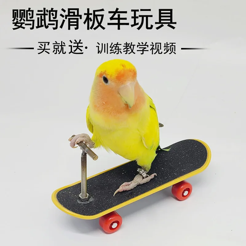 Parrot Mini Scooter Birds Swing Training Skateboard Pet Interactive Toys Claw Grinding Toy Bird Supplies Accessories