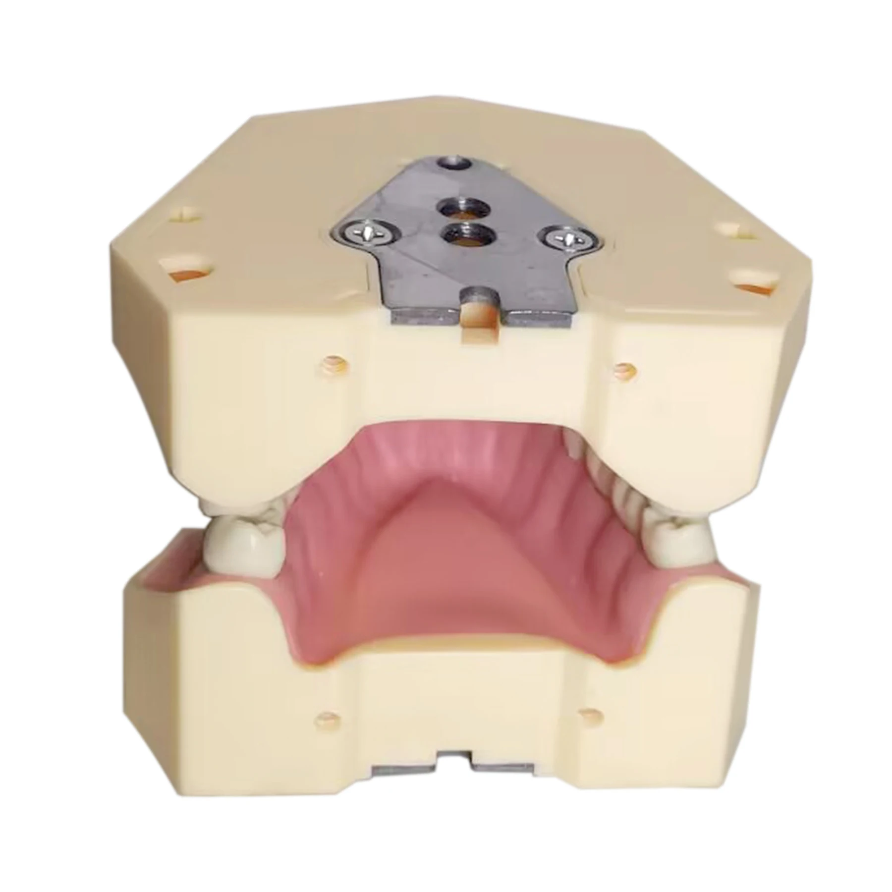 Frasaco AG3 Typodont Fit Dental, 32 piezas, relleno de dientes de gingivas de goma suave, modelo de dientes de repuesto de M8014-2-1