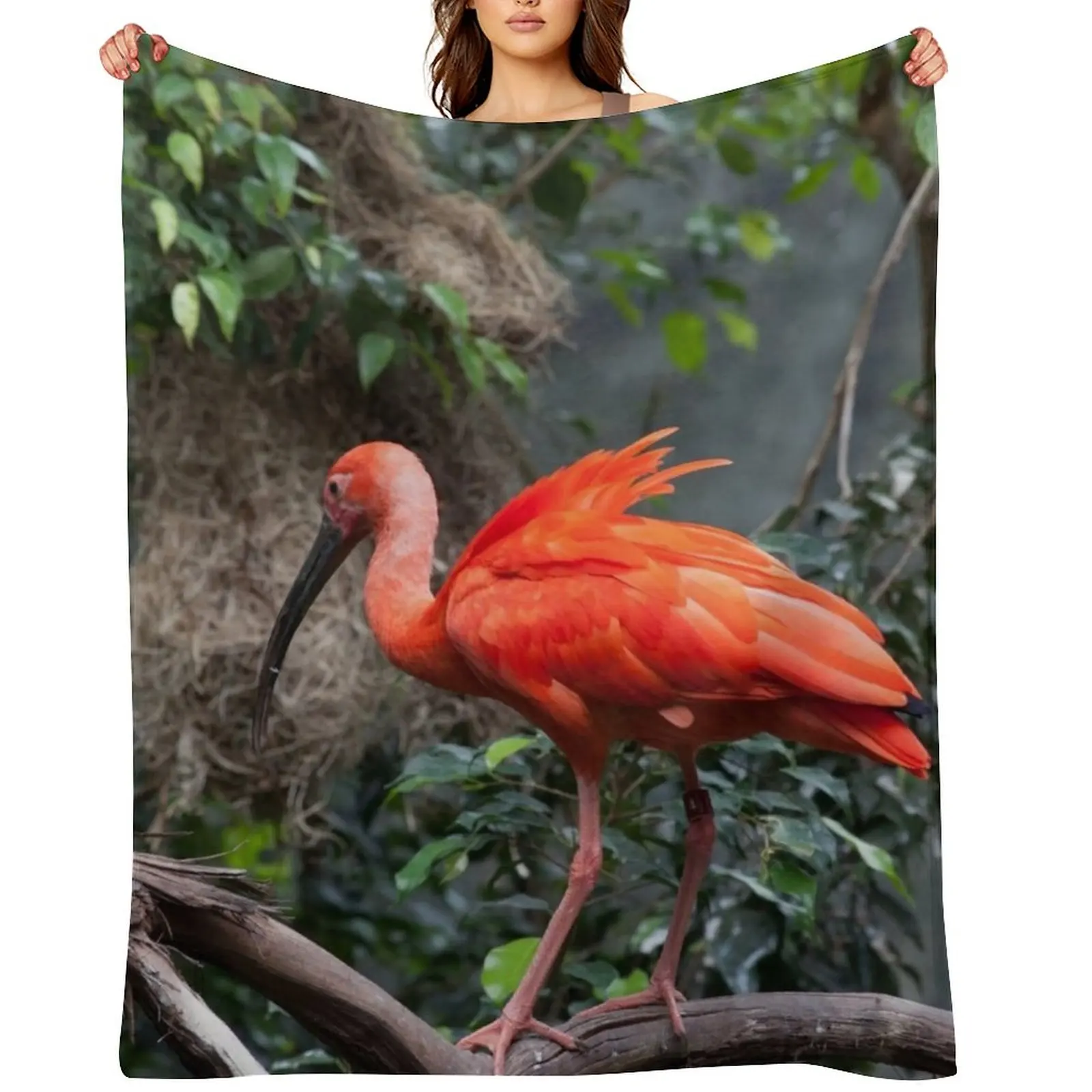 Scarlet Ibis Perche… - image