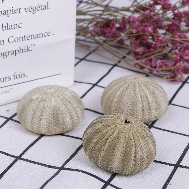 1PC Handicraft Natural Shell Conch In Characteristic Tourist Area Natural Green Sea Urchins Tillandsia Home Decoration