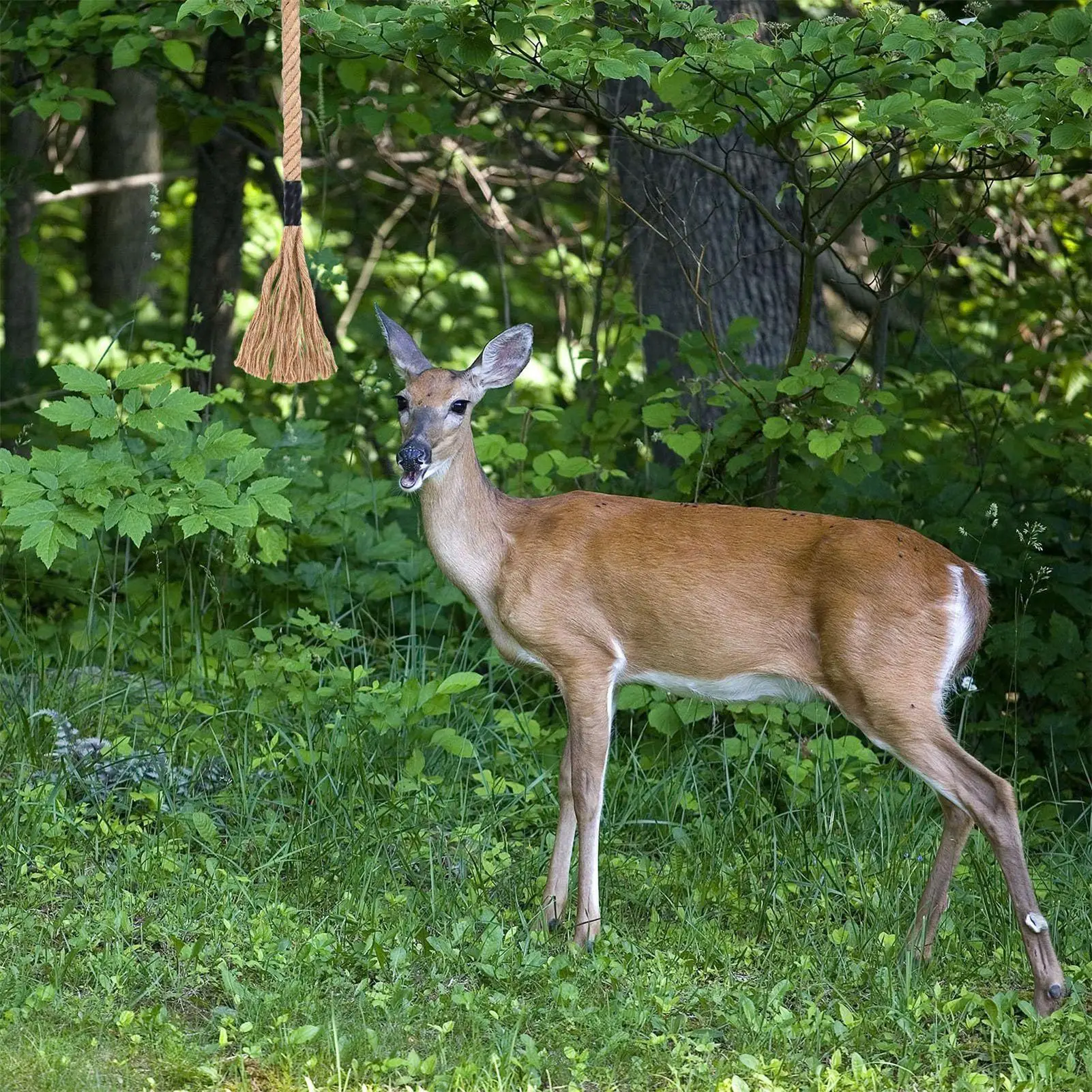 كشط الغزلان طُعم فعال يدوم طويلاً جاذب ذيل أبيض فعال للتخييم في الهواء الطلق والحياة البرية والغابات والمشي لمسافات طويلة