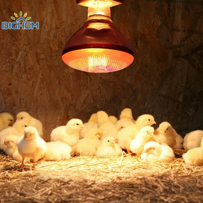 275W pollame lampada termica a infrarossi impermeabile Anti-esplosione lampadine addensate per maialino pollo anatra uccelli E27 lampada riscaldante
