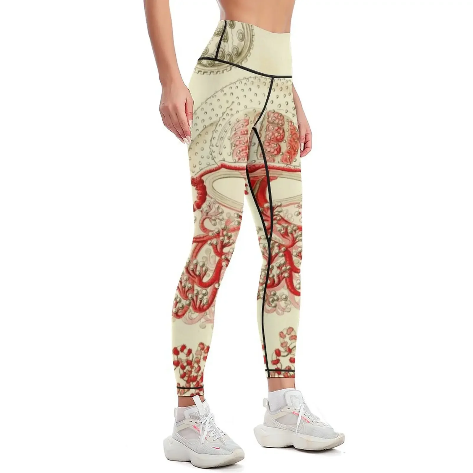 Anthomedusae - Ernst Haeckel Leggings Leginsy push up legings for fitness sport set Sports pants for Womens Leggings