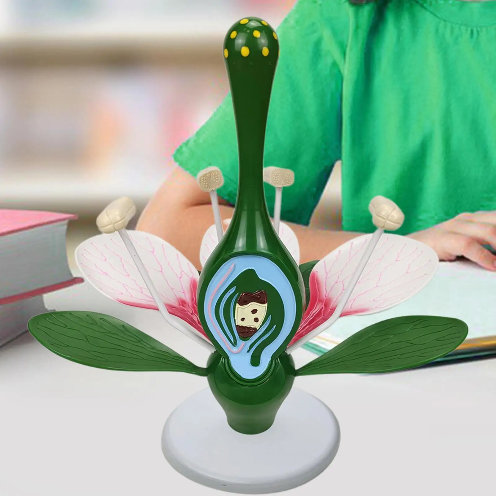 Dicot Flower Model Teaching Aids Desktop Decor Practical Learning Toys