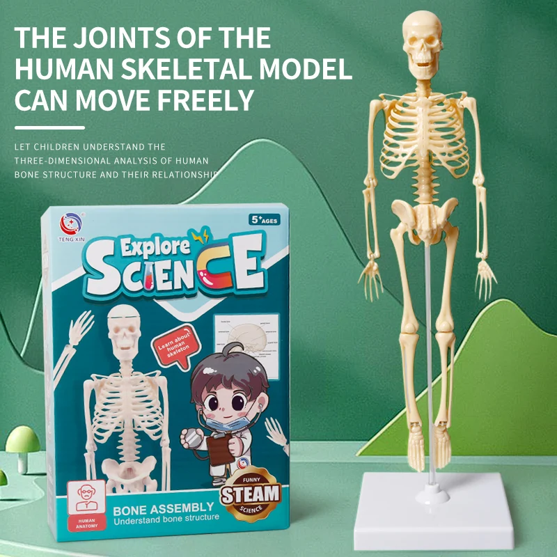 Joints Of Human Organ Bone  Model DIY Assembly Skeletal Removable Structural Skeleton For Medical Teaching Purposes