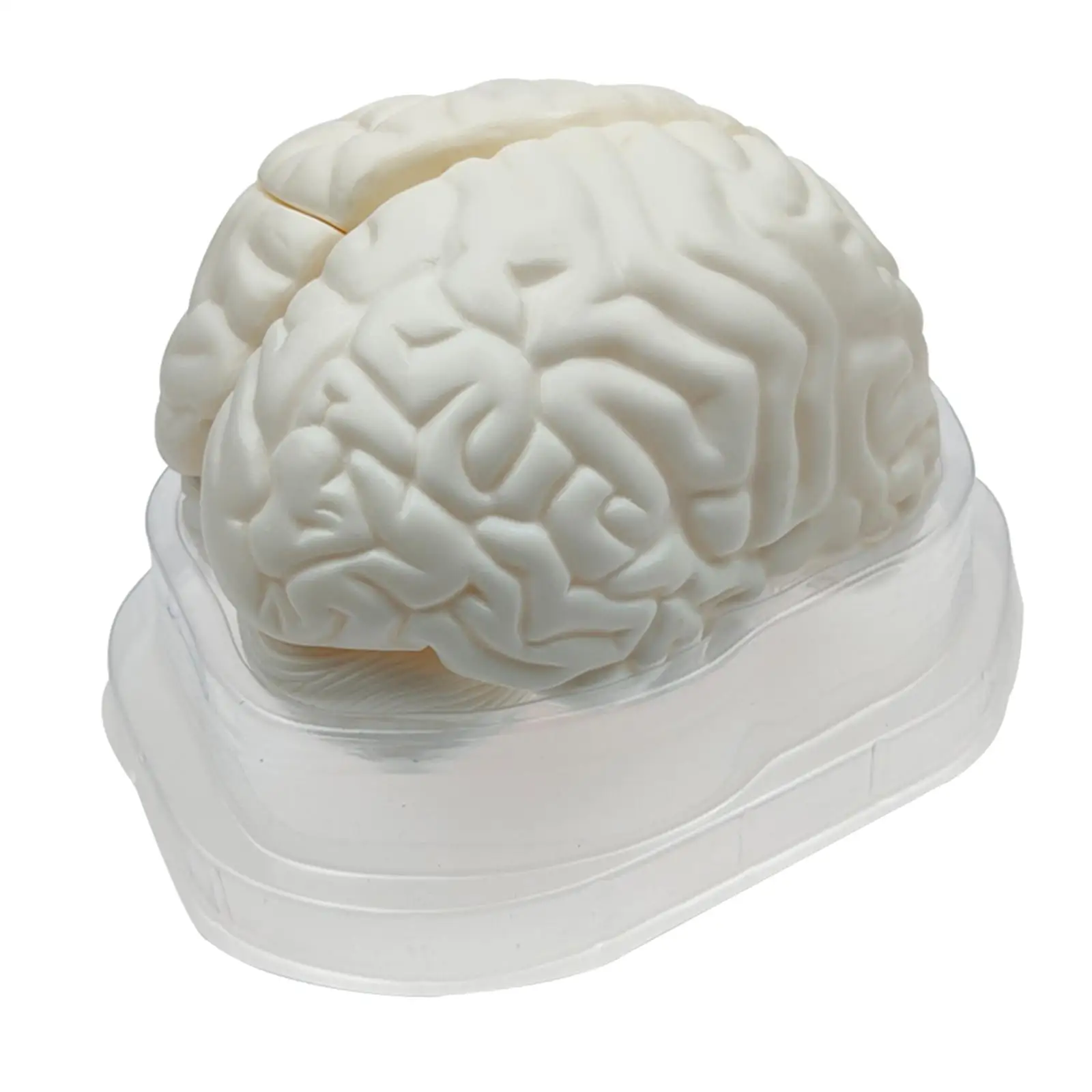 Human Brain Model Brain Anatomy Science Teaching Model School Lab Learning