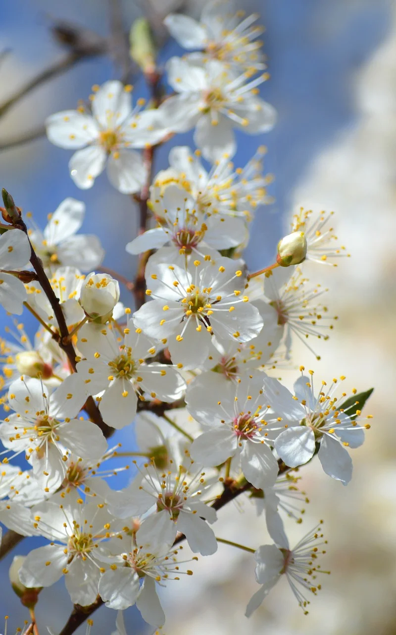 

FLYCOLOR Raptor 5 20A 35A 45A 50A Мультироторный бесщеточный ESC 3-6S 32Bit G701 PWM 128K для RC FPV гоночных дронов