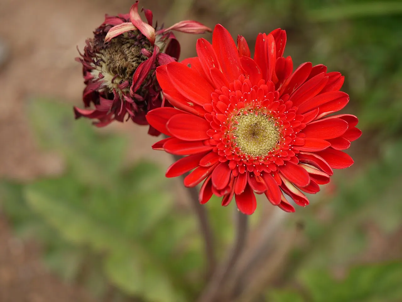 173 Uds. Semillas de Margarita Gigante Rosa Vibrante, Margarita Gigante de Colores Muy Vivos para Maceta, Jardín y Flor Cortada