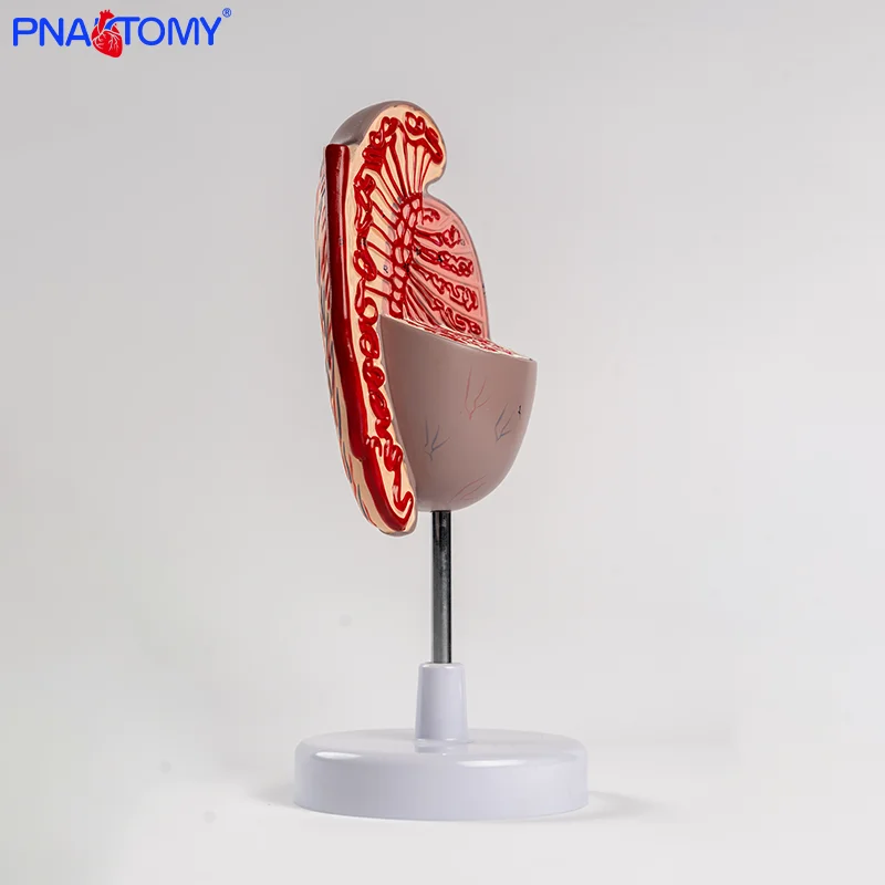 

Male Reproductive Organ Anatomical Model Urology Teaching Testicular Model