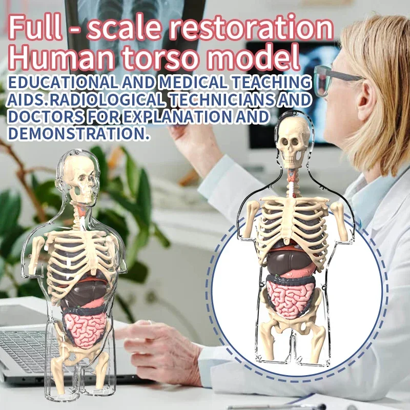 Diy 3d noctilucente órgão humano esqueleto modelo montagem anatomia para a primeira infância medicina biologia ensino estudantes primários