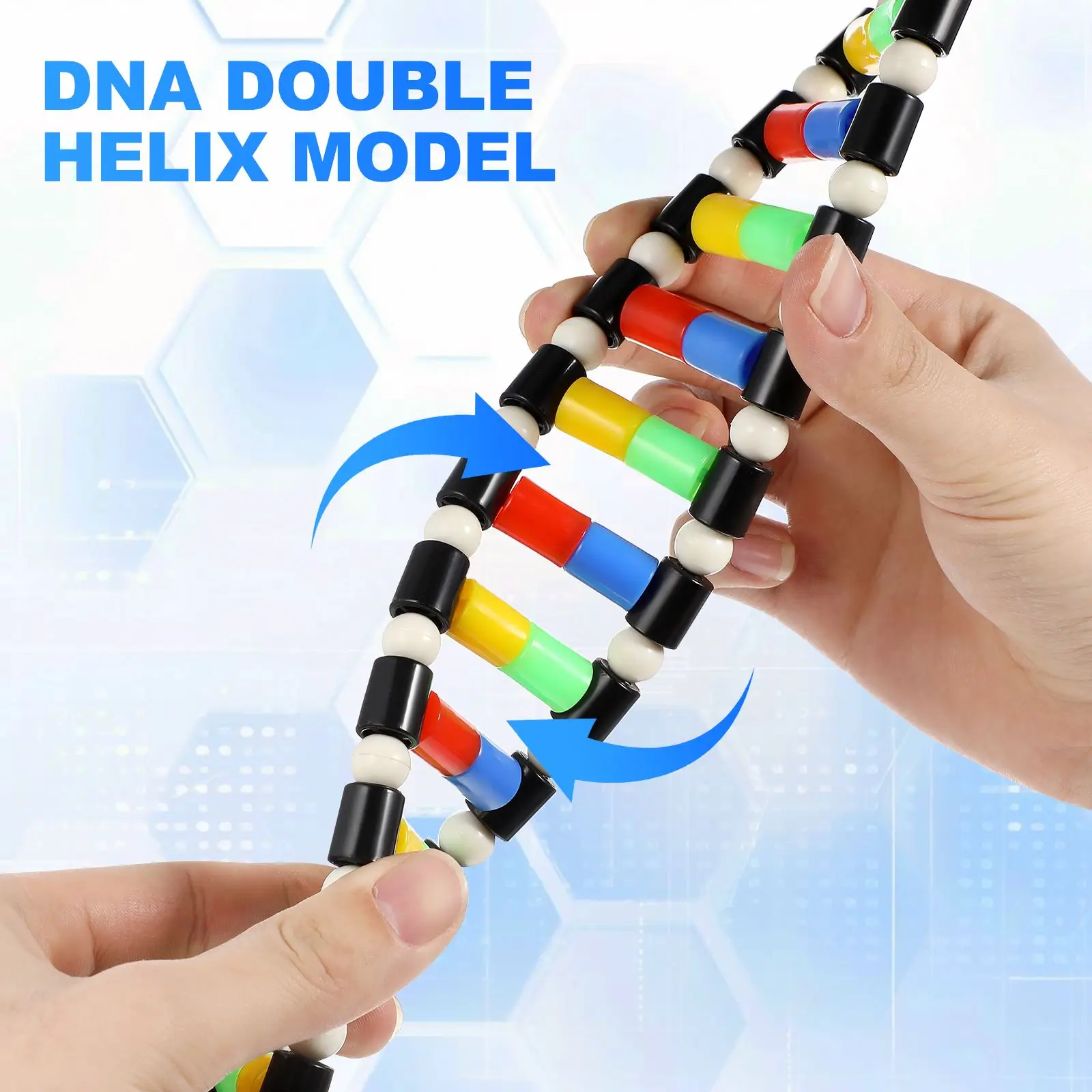 

DNA Model Double Helix Model DNA Display Component student Biology Classroom Educational tool Science Teaching Display DNA model