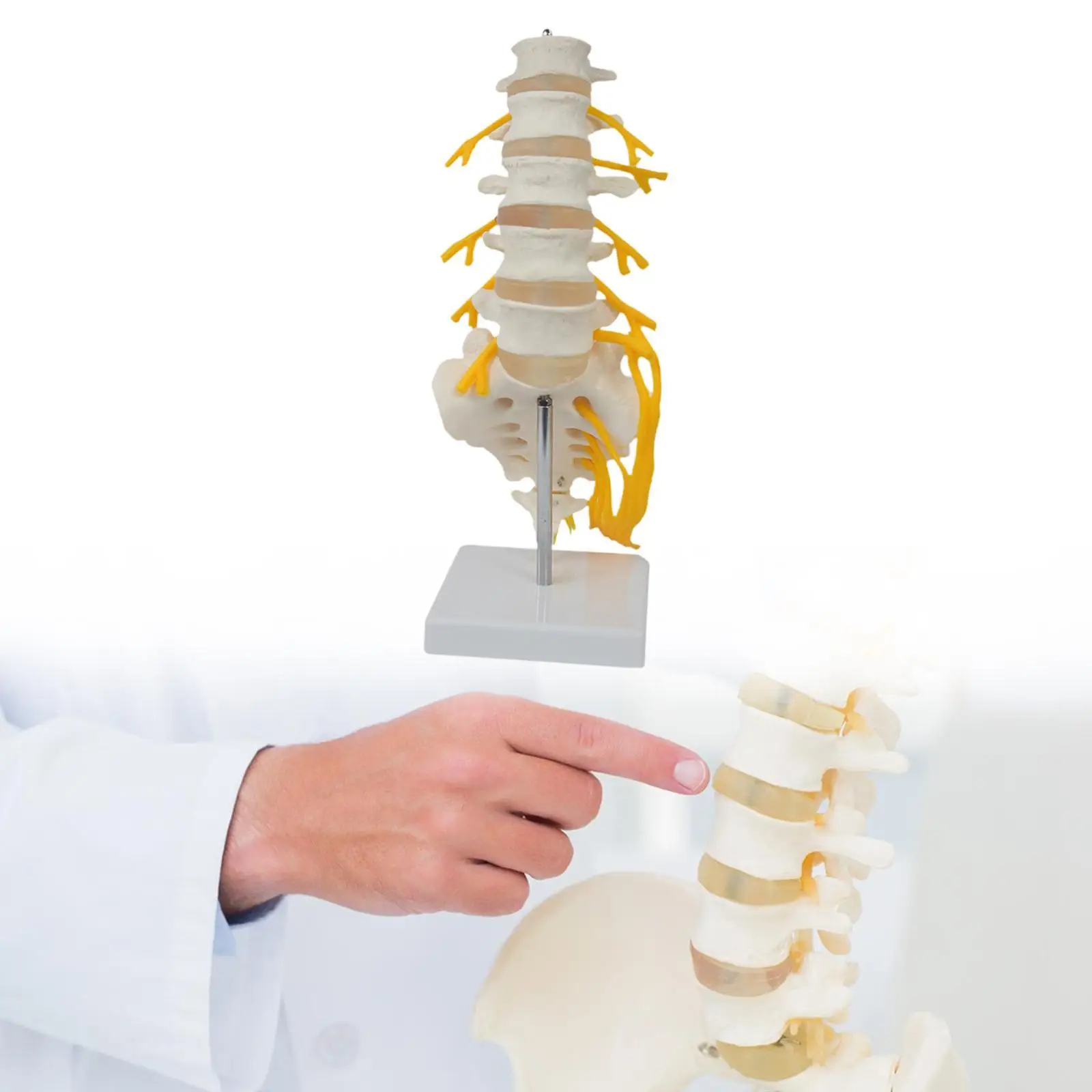

Human Spine Model 31 cm Teaching Decoration 5 Sections Learning Vertebral Column Model for Education Tool Science Study