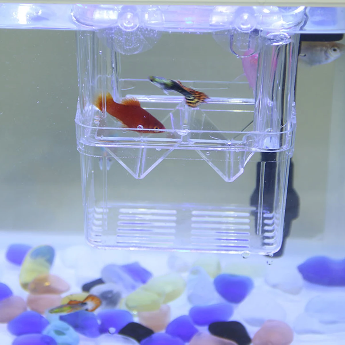 

Fish Hatching Box Transparent Tank Small Aquarium Breeding Isolation Viviparous Spawning Juvenile Survival Adult Prevention Easy
