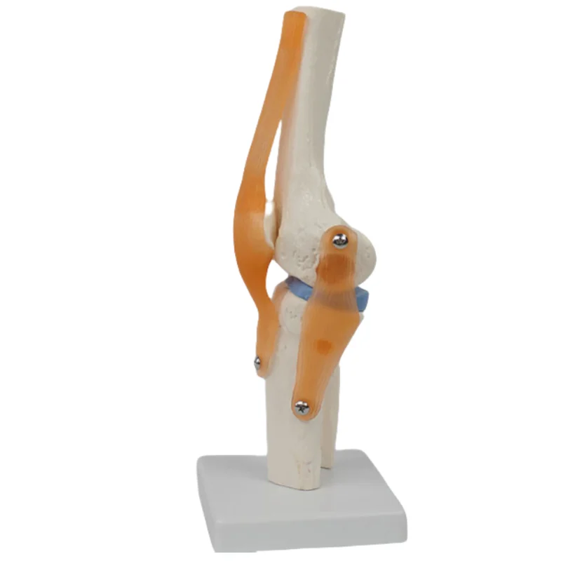 Functional knee model flexible cross ligament menisci flexible knee bone model