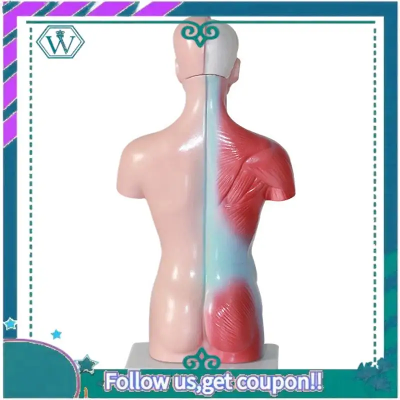 

Anatomy Anatomical Internal Organs Assembling Model 11 Inch For Student Teaching Study