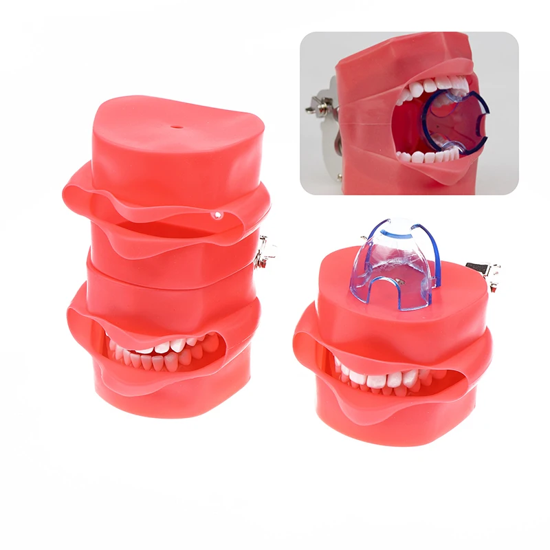 Model Teeth Teaching With Removable 32pcs Tooth And Rubber Simulation Cheek Dental Teaching Model Fit Kilgore