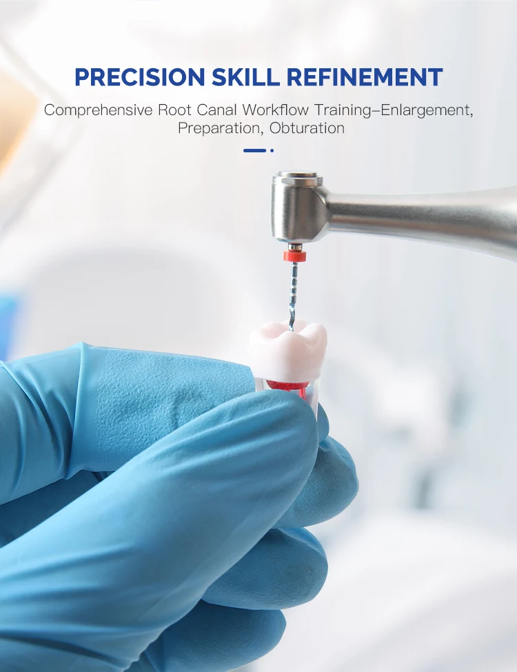 28-teiliges Set AZDENT Dental RCT Wurzelkanal-Übungsmodell Zähne Typodont Endo-Trainings- und Lehrmodell Endodontisches Harzzahnmodell – Detail 4