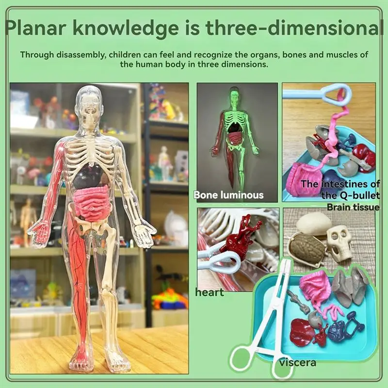 

Reliable-DIY Assembly Of Noctilucent Human Organ Skeleton Model Anatomy For Early Childhood Biology Teaching Primary Secondary,D
