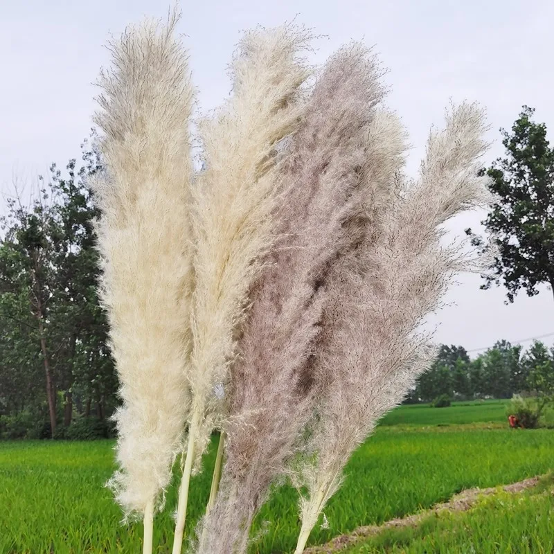 Dried Natural Large Pampas Grass, Fluffy Artificial Flowers, Wedding Supplies, Country Decoration, Dry Flowers, 5Pcs, 110cm