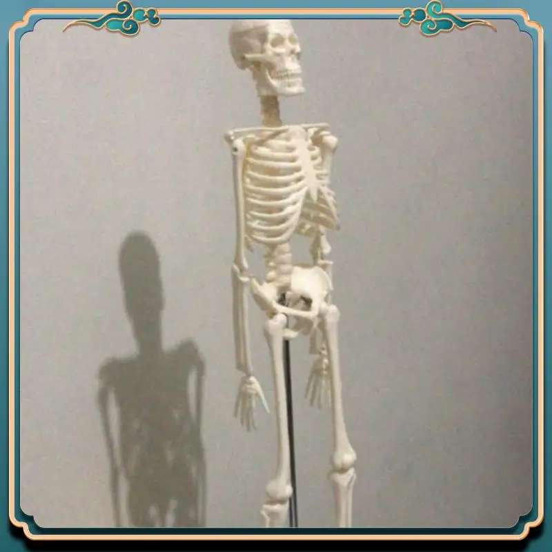 ABJG-4 個 45 センチメートル人間の解剖学的解剖学スケルトンモデルポスター学習援助解剖学人間の骨格モデル