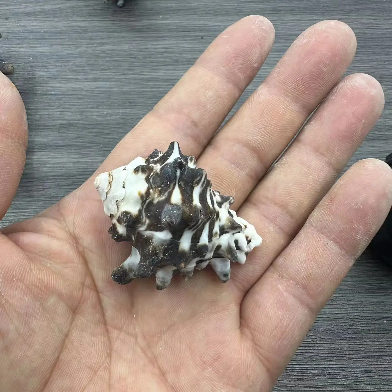 Natural Noctiluca Conch Shells, 9-10cm, Perfect for Hermit Crab Replacement shell