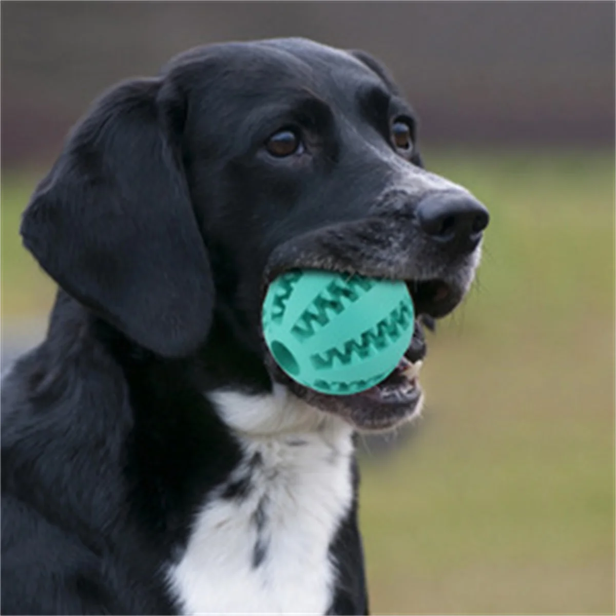 Natural Rubber Pet Dog Toys Dog Chew Toys Tooth Cleaning Treat Ball Extra-tough Interactive Elasticity Ball5cm for Pet Products