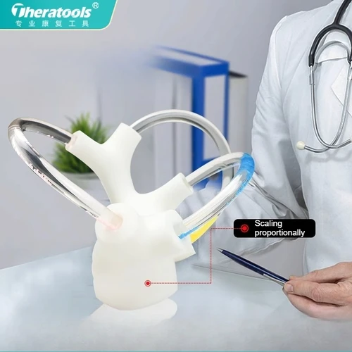 Imagen 2 del producto Modelo dinámico de otolito de medio canal 3D, ayuda a la estructura del oído interior de la cóclea del esqueleto, accesorios de rehabilitación vestibular del nervio cerebral