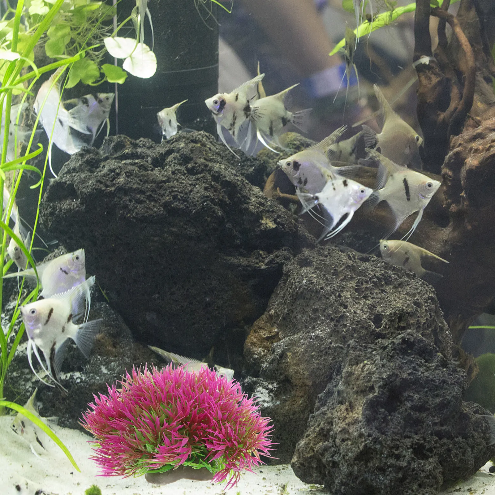 6Pcs Realistic Aquarium Plants - Planted Aquarium For Betta ulasan dan harga
