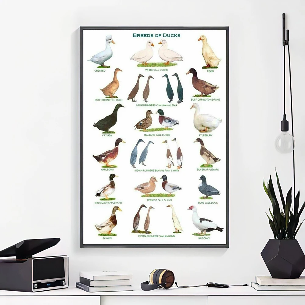 15 Breeds Of Ducks Hot Silk Poster Wall Art Home Decoration Gift