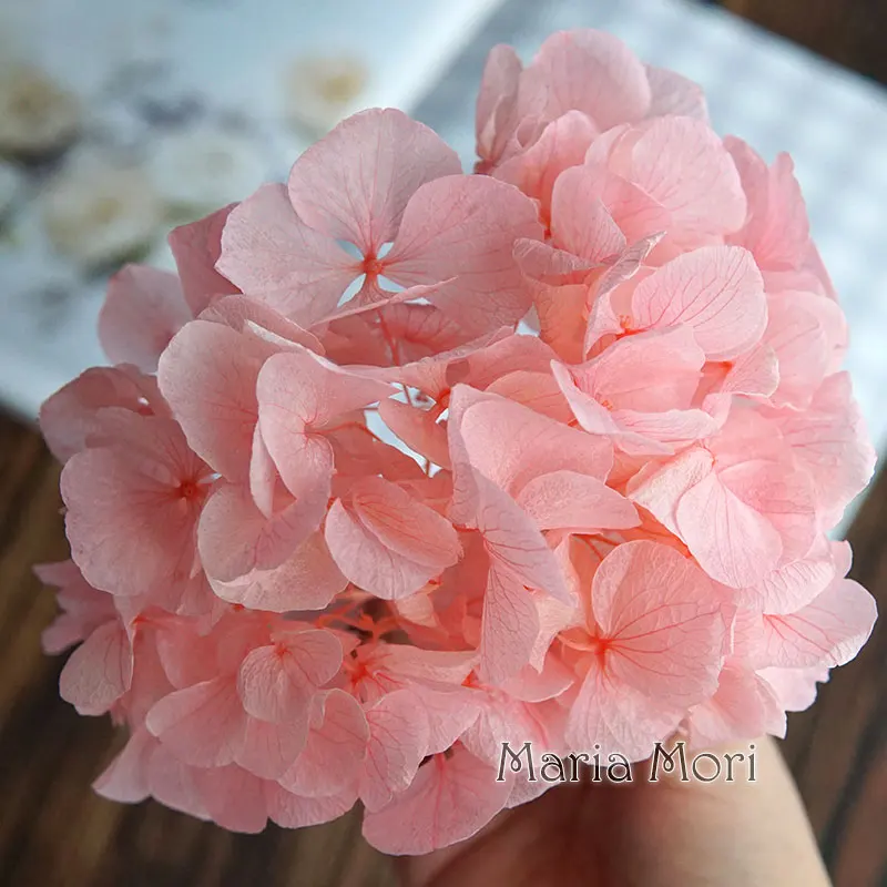 Flor de hortensia de Anna preservada, pétalos grandes, macrophylla, hortensia, decoración del hogar para oficina, decoración de boda