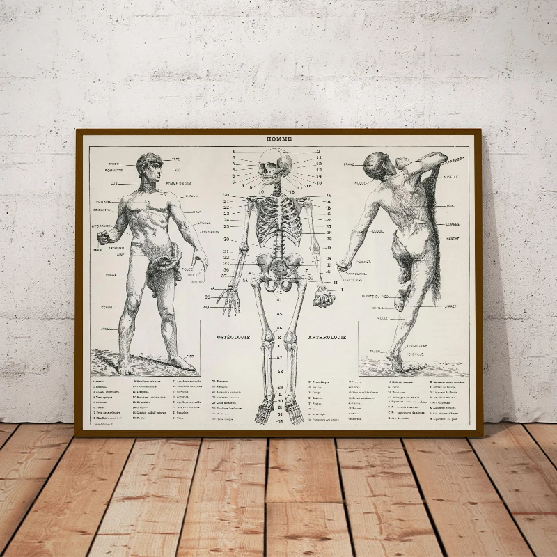 Human Body Anatomy Medicine Vintage Posters and Prints Canvas Printing Wall Art Picture for Hospital Medical Office Decor