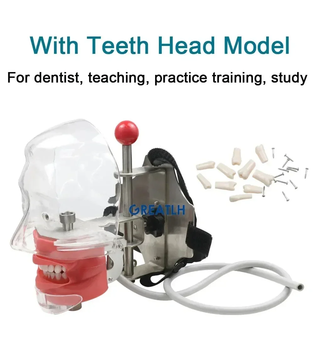 Phantom Head Model Dental Training Simutation Manikin Teeth Dental Model Head Pracitce for Dental School Teaching