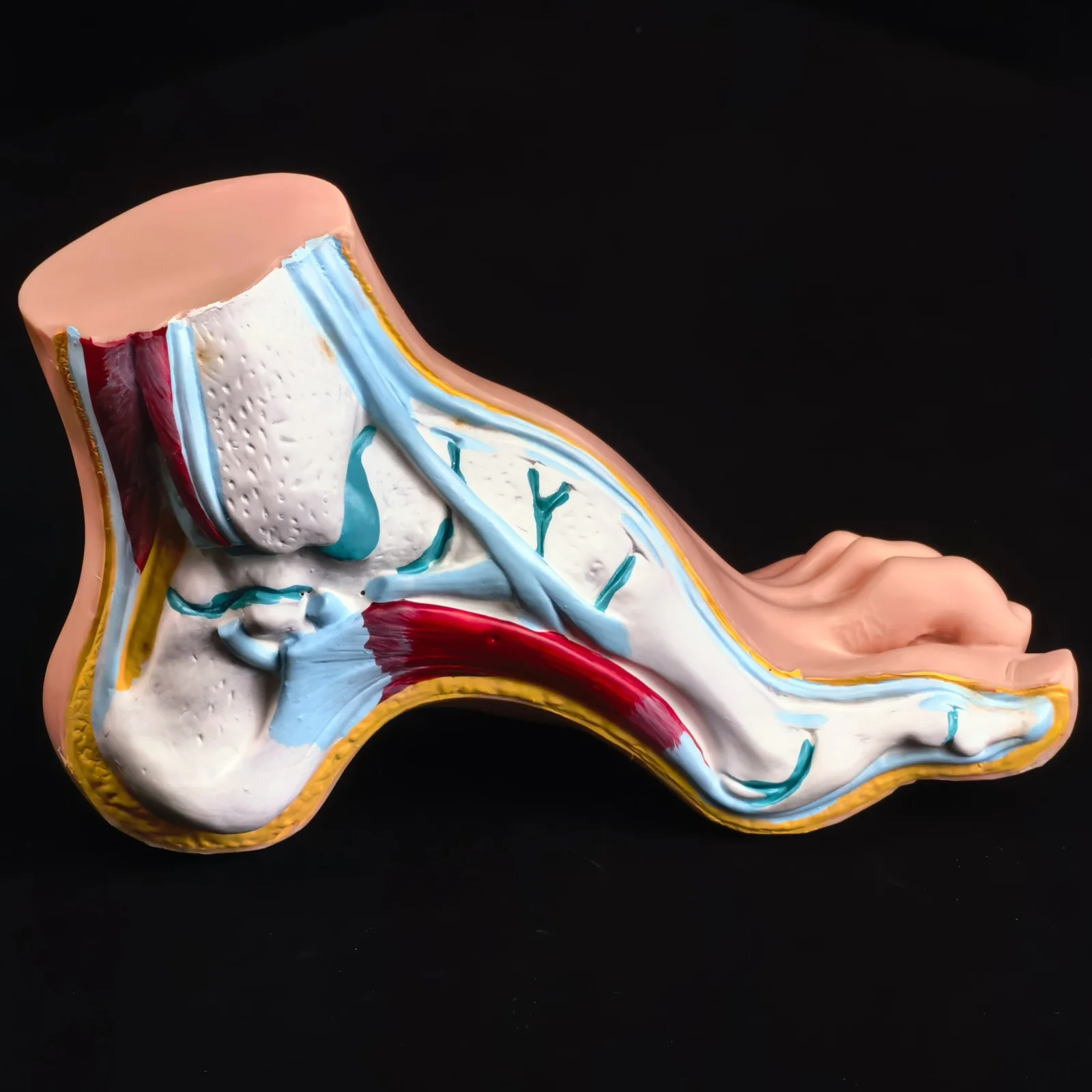 

Human Bow Arched Foot Anatomy Model Muscle Vascular Teaching Life Size